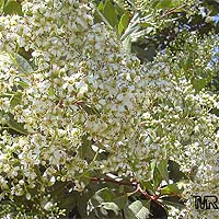 Heteromeles arbutifolia, Toyon, California-holly, Christmasberry