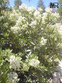 Heteromeles arbutifolia, Toyon, California-holly, Christmasberry