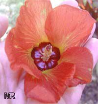 Hibiscus tiliaceus, Talipariti tiliaceum, Mahoe