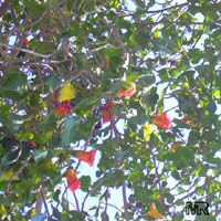 Thespesia populnea, Hibiscus populneus, Seaside Mahoe, Portia Tree, Milo 