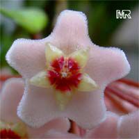 Hoya carnosa, Wax Plant