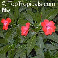 Impatiens x hawkeri, Impatiens New Guinea Hybrid
