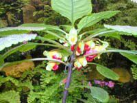 Impatiens niamniamensis