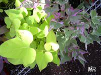 Ipomoea batatas, Sweet Potato Vine, Camote, Boniato
