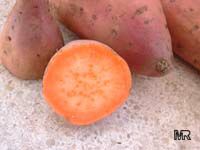 Ipomoea batatas, Sweet Potato Vine, Camote, Boniato