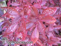 Iresine sp., Beefsteak Plant, Chicken Gizzard, Blood Leaf