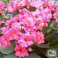 Kalanchoe blossfeldiana hybrids