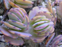 Kalanchoe fedtschenkoi, Bryophyllum fedtchenkoi