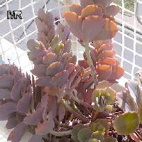 Kalanchoe fedtschenkoi, Bryophyllum fedtchenkoi