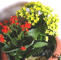 Kalanchoe blossfeldiana hybrids