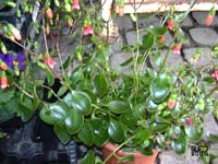 Kalanchoe uniflora, Kalanchoe ambrensis, Bryophyllum uniflorum