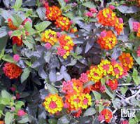 Lantana camara, Bush Lantana
