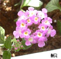 Lantana montevidensis, Lantana sellowiana, Trailing lantana