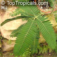 Mimosa pudica, Sensitive Plant