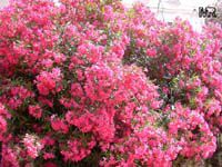 Nerium oleander, Oleander Nerium oleander, Oleander