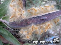 Nerium oleander, Oleander Nerium oleander, Oleander