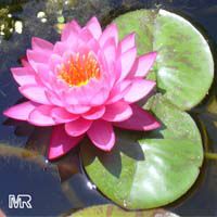 Nymphaea