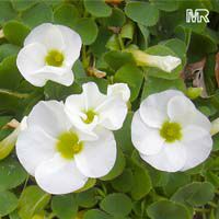Oxalis sp., Shamrock, Wood Sorrel