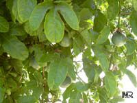 Passiflora edulis, Passion Fruit, Parcha, Maracuya, Granadilla