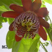 Passiflora quadrangularis, Giant granadilla Passiflora quadrangularis, Giant granadilla