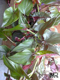 Syngonium erythrophyllum, Syngonium