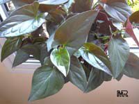 Syngonium erythrophyllum, Syngonium