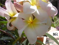 Plumeria sp., Plumeria Plumeria sp., Plumeria