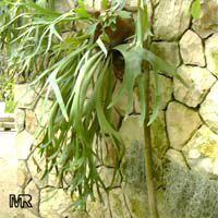 Platycerium bifurcatum, Platycerium alcicorne, Elkhorn Fern, Staghorn