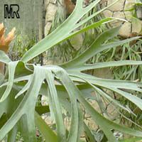 Platycerium bifurcatum, Platycerium alcicorne, Elkhorn Fern, Staghorn