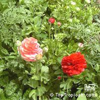 Ranunculus asiaticus Ranunculus asiaticus