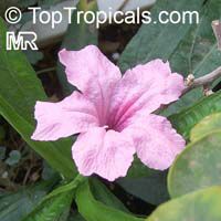 Ruellia brittoniana, Mexican petunia, Mexican blue bell