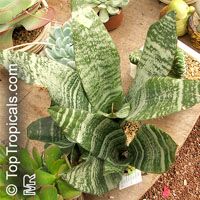 Sansevieria trifasciata, Birds Nest Sanseviera, Mother in Law Tong