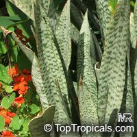 Sansevieria trifasciata, Birds Nest Sanseviera, Mother in Law Tong