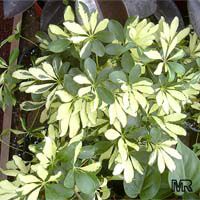 Schefflera arboricola, Abicola, Arboricola, Hawaiian Umbrella Tree, Hawaiian Elf Schefflera