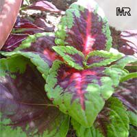 Solenostemon scutellarioides, Coleus blumei verschaffeltii, Coleus scutellarioides, Coleus hybridus, Painted Nettle Solenostemon scutellarioides, Coleus blumei verschaffeltii, Coleus scutellarioides, Coleus hybridus, Painted Nettle