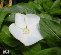 Catharantus roseus, Vinca rosea, Madagascar Periwinkle, Vinca