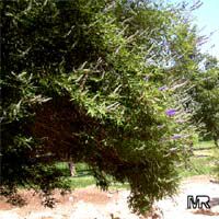 Vitex agnus castus Vitex agnus castus