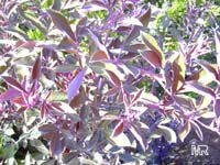 Vitex trifolia Purpurea Vitex trifolia Purpurea
