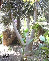 Yucca sp. Yucca sp.