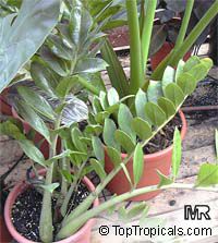 Zamioculcas zamiifolia, Caladium zamiaefolium, Zamioculcas lanceolata, Zamioculcas loddigesii Zamioculcas zamiifolia, Caladium zamiaefolium, Zamioculcas lanceolata, Zamioculcas loddigesii