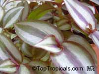 Zebrina pendula, Tradescantia zebrina Zebrina pendula, Tradescantia zebrina