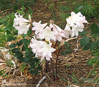 Amaryllis belladonna, Callicore rosea, Belladonna Lily, March Lily, Naked Lady Amaryllis belladonna, Callicore rosea, Belladonna Lily, March Lily, Naked Lady