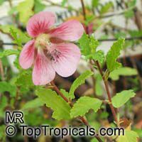 Anisodontea capensis, False mallow Anisodontea capensis, False mallow