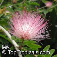 Calliandra haematocephala, Calliandra inaequilatera, Rose cascade, Blood Red Tassel Flower