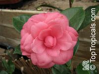 Camellia japonica, Camellia sasanqua, Camellia