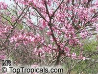 Cercis canadensis, Eastern Redbud, Judas Tree, Love Tree