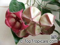 Hoya archboldiana, Papua Wax Plant
