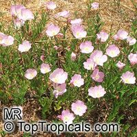 Oenothera speciosa