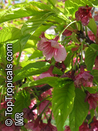 Prunus campanulata, Taiwan Cherry, Formosan Cherry