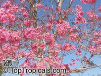 Tabebuia impetiginosa, Dwarf Pink Tabebuia Tabebuia impetiginosa, Dwarf Pink Tabebuia